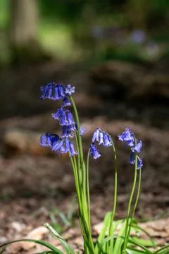 Springtime bluebell forest Stock-Fotos