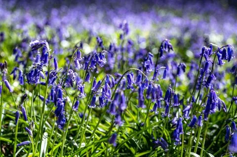 Springtime bluebell forest Photos
