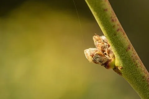 Springtime. Branch with buds on a blurred background. Stock Photos