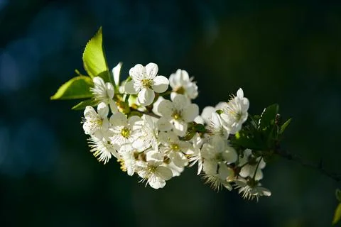 Springtime branch with white blooming fruit tree flowers. Beautiful flower im 库存照片