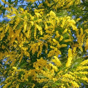 Springtime. Branches of Acacia dealbata tree with bright yellow flowers Stock Photos