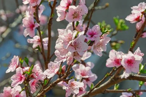 Springtime. Branches of almond tree with pink flowers Stock Photos