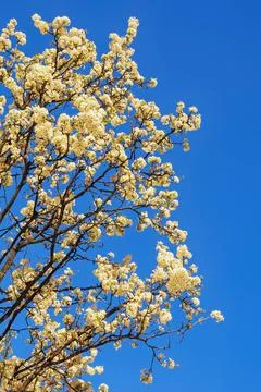 Springtime. Branches of blooming cherry tree with white flowers against  sky Stock Photos