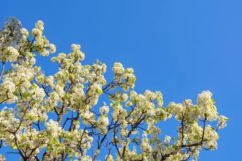 Springtime. Branches of cherry tree in bloom against  blue sky.  Copy space Stock Photos