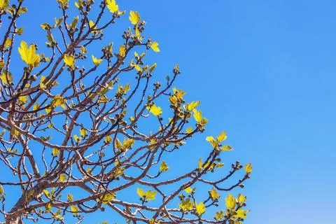 Springtime. Branches of fig tree ( Ficus carica ) with green immature fruit a Foto stock