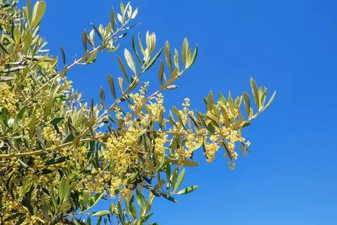 Springtime. Branches of olive tree with leaves and flowers against sky Stock Photos