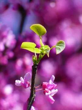 Springtime Bud Stock Photos