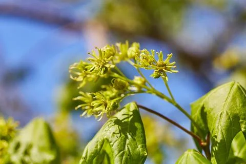 Springtime Budding Flowers and Fresh Leaves Against Blue Sky Stock Photos