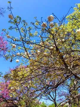 Springtime in Buenos Aires. Ceiba tree. Cotton tree. Stock Photos