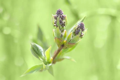 Springtime bush sprouting sprig with blossoming leaves and fresh foliage Stock Photos