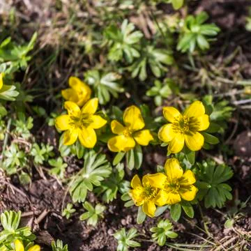 Springtime - buttercups Stock Photos