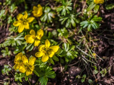 Springtime - buttercups Stock Photos
