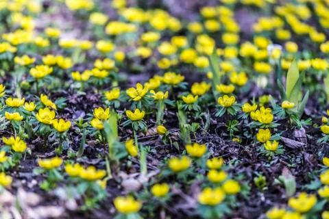 Springtime - buttercups Stock Photos