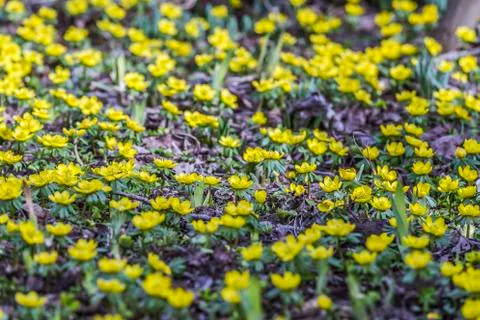 Springtime - buttercups Foto stock