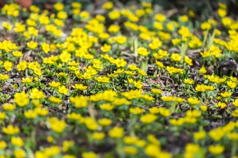 Springtime - buttercups Stock Photos