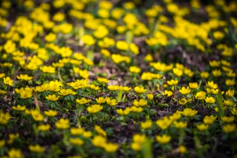 Springtime - buttercups Stock Photos