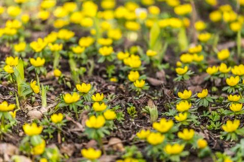 Springtime - buttercups Stock Photos
