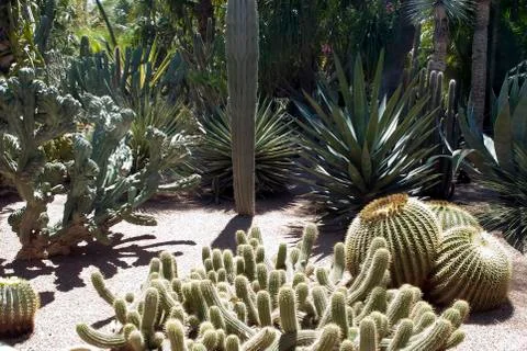 Springtime in a cactus garden Stock Photos