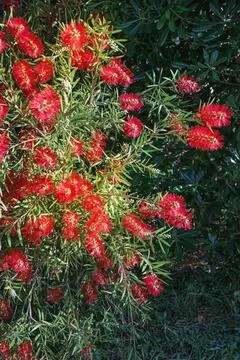Springtime. Callistemon  viminalis bush with beautiful red flowers in garden Stock Photos