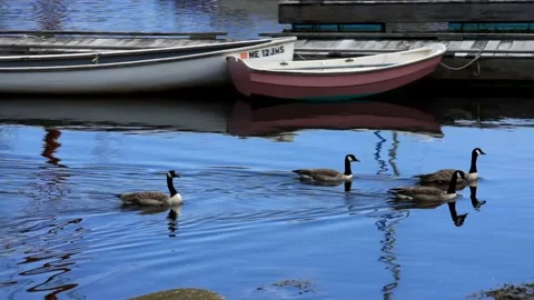 Springtime At Camden Harbor Stock Footage 187600025