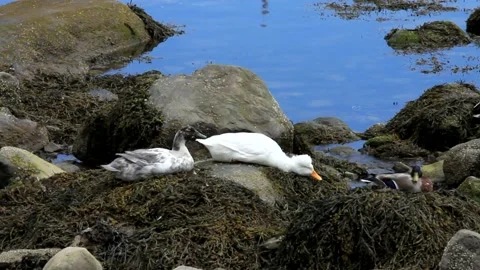 Springtime At Camden Maine Stock Footage 187600385