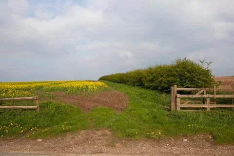 Springtime canola Stock Photos