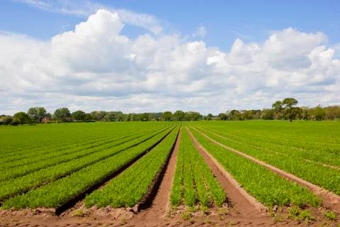 Springtime carrot fields Stock Photos