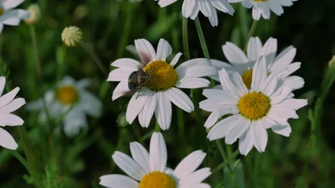 Springtime, chamomile flowers swaying in the wind, close-up Stock Footage 197437589