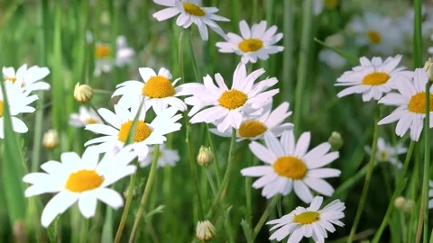 Springtime, chamomile flowers swaying in the wind, close-up Stock Footage 198227889