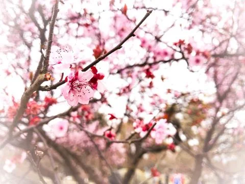 Springtime cherry blossom background Stock Photos