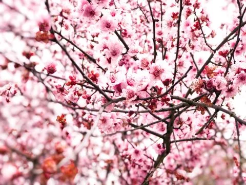Springtime cherry blossom background Stock Photos