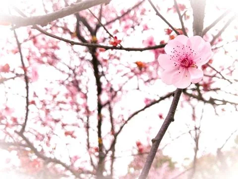 Springtime cherry blossom background Stock Photos