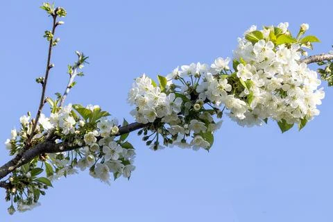 Springtime cherry blossom branch closeup with delicate white floral bloom Stock Photos