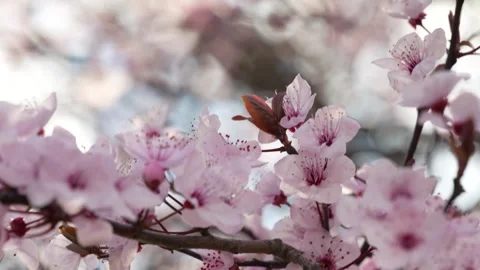 Springtime Cherry Blossom Canopy Stock Footage 267031478