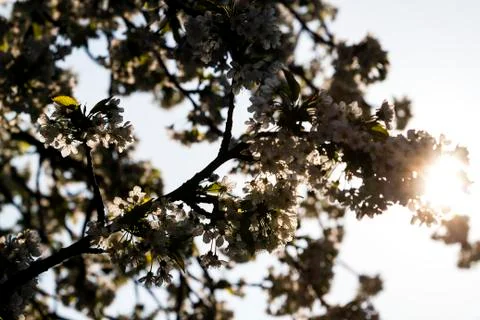 Springtime cherry blossom Stock Photos