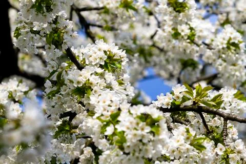 Springtime cherry blossom Stock Photos