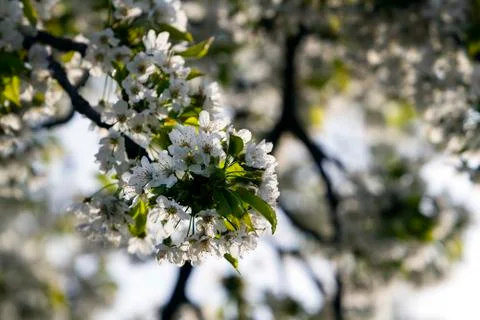Springtime cherry blossom Stock Photos