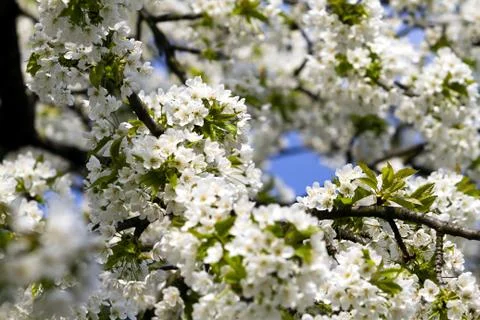 Springtime Cherry Blossom Stock Photos