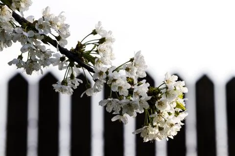 Springtime Cherry Blossom Foto stock