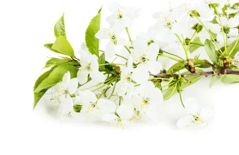 Springtime: cherry blossom Stock Photos