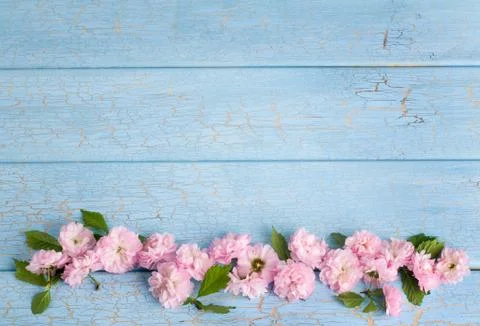 Springtime: cherry blossom Stock Photos