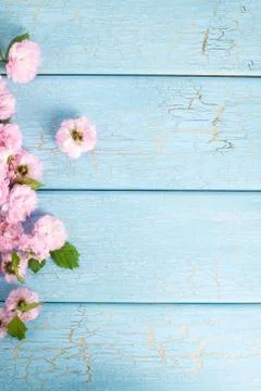 Springtime: cherry blossom Stock Photos