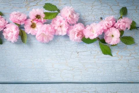 Springtime: cherry blossom Stock Photos