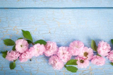 Springtime: cherry blossom Stock Photos