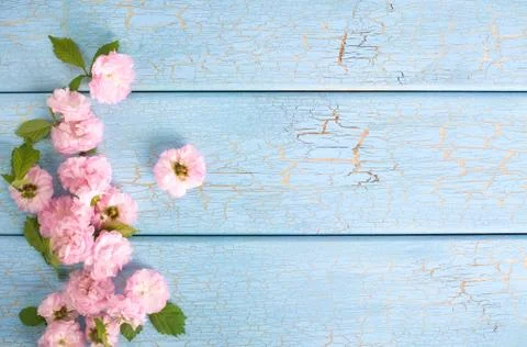 Springtime: cherry blossom Stock Photos