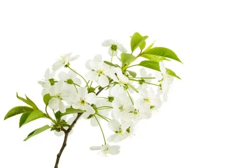 Springtime: cherry blossom Stock Photos