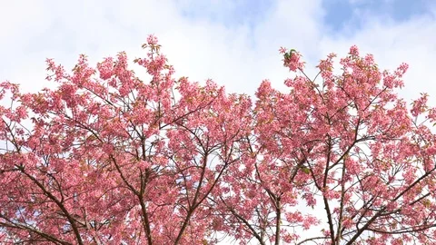 Springtime with cherry blossom tree on blue sky and clouds Stock Footage 102642626