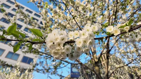 Springtime Cherry Blossoms Celebrating Japanese Hanami Stock Footage 273857280