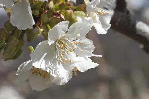 Springtime cherry blossoms close up Stock Photos