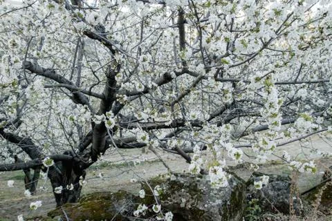 Springtime cherry blossoms Stock Photos